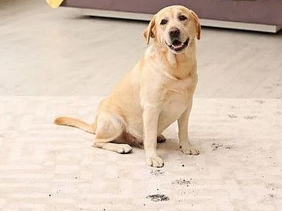 all Loughton Carpet Cleaning work undertaken near me